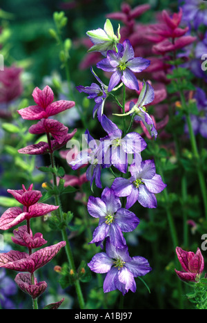 Consolida ajacis Salvia viridis Foto Stock