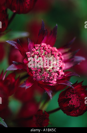 Astrantia major Hadspen sangue Foto Stock