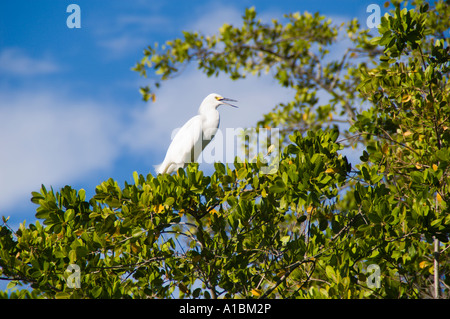 Barbados Graeme Hall swamp vicino a St Lawrence bianco o snowy garzetta su albero Foto Stock