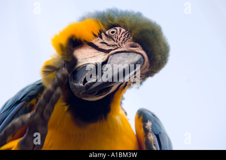 Barbados Graeme Hall swamp vicino a St Lawrence curiosi parrot in voliera Foto Stock