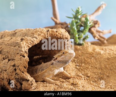 Centrale di drago barbuto (Pogona vitticeps) guardando fuori dal registro cavo Foto Stock