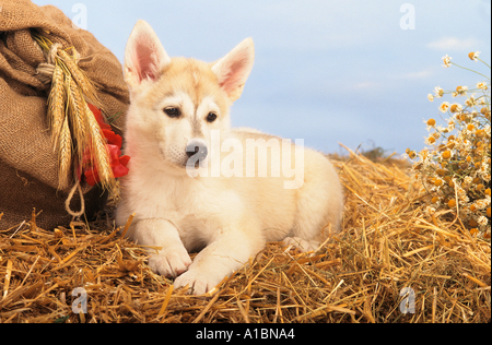 La metà della razza Husky - cucciolo giacente in paglia Foto Stock