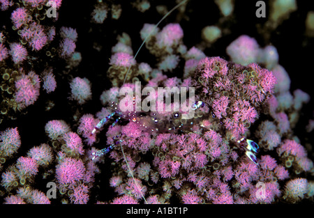 Anemoni Gamberetto Periclimenes tosaensis Sulawesi Indonesia Foto Stock