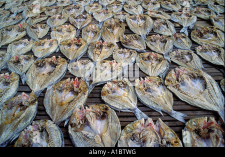 Essiccazione pesci chirurgo di Sulawesi - Indonesia Foto Stock