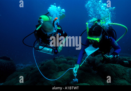 Scienziato misurando la fotosintesi efficienza di coralli di Sulawesi - Indonesia Foto Stock