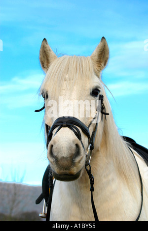 Testa di piccolo grigio pony close up Foto Stock