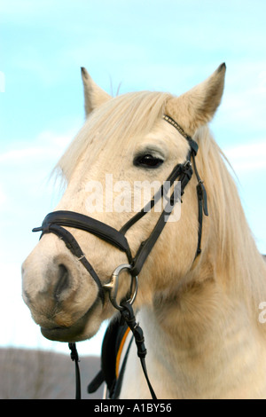 Testa di piccolo grigio pony close up Foto Stock