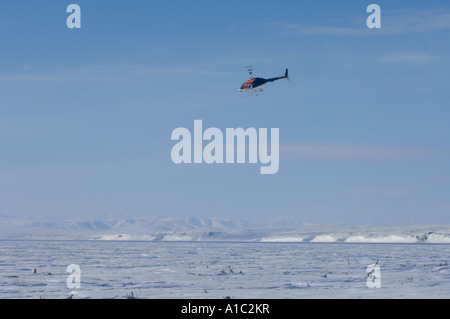 Elicottero di caduta off polar bear biologi sull isola Herschel off la Mackenzie delta del fiume Yukon Territory Canada Foto Stock