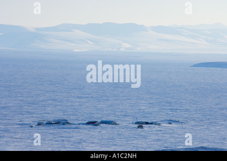 Città sull isola di Herschel off la Mackenzie delta del fiume Yukon Territory Canada Foto Stock