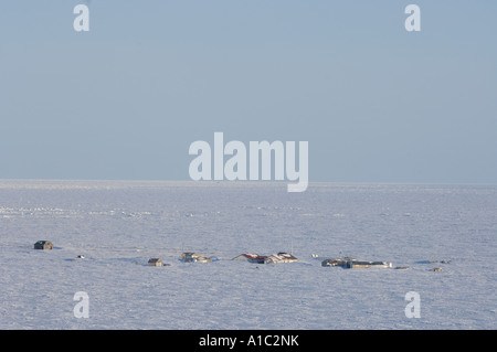 Città sull isola di Herschel off la Mackenzie delta del fiume Yukon Territory Canada Foto Stock