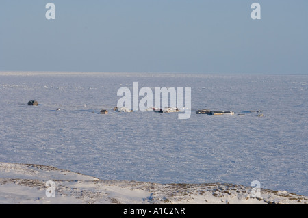 Città sull isola di Herschel off la Mackenzie delta del fiume Yukon Territory Canada Foto Stock