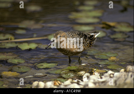 Nodo Calidris canutus in piedi in acqua estate Foto Stock