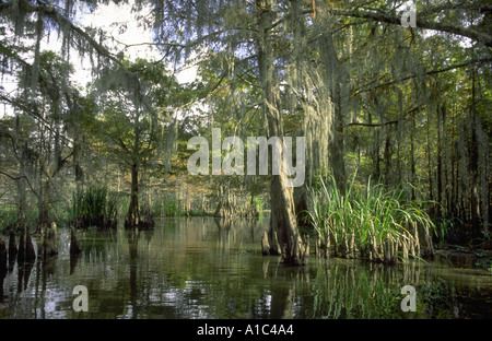 Alberi in palude in Louisiana Foto Stock