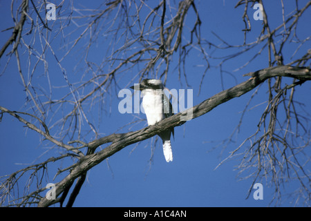 Ridendo Kookabura Dacelo gigas appollaiato sul ramo di albero azzurro del cielo Foto Stock