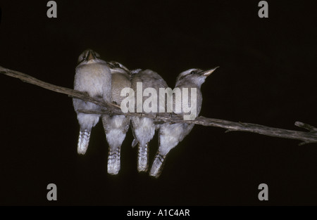 Ridendo Kookaburra Dacelo novaeguineae sono ' appollaiati di notte in Australia Foto Stock