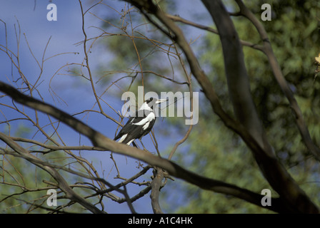 Gazza australiana Gymnorhina tibicen Australia Foto Stock