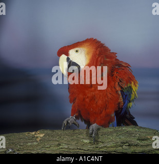 Scarlet Macaw Ara macao sul ramo di inanellare un piede sollevato sud centrale Foto Stock