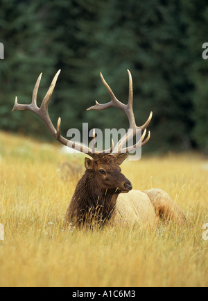 Alci, wapiti (Cervus elaphus nelsoni, Cervus canadensis). Adagiato durante la corsa Foto Stock