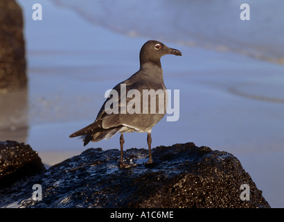 La lava gull Larus fuliginosus Foto Stock