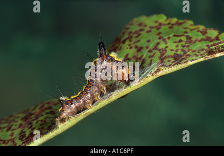 Pugnale grigio caterpillar Acronicta psi Foto Stock