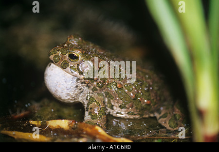 Variegata di rospo rospo verde corteggiamento palloncino Bufo viridis Foto Stock