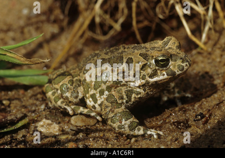 Variegata di Rospo Rospo smeraldino Bufo viridis Foto Stock