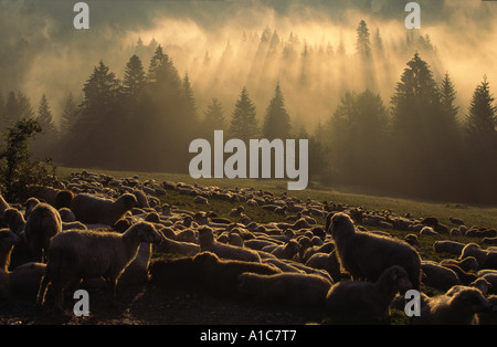 Ovini all'alba in Transilvania, Romania Foto Stock