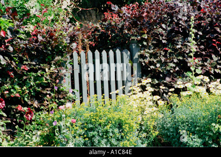 Garden gate in rame siepe di faggio Foto Stock