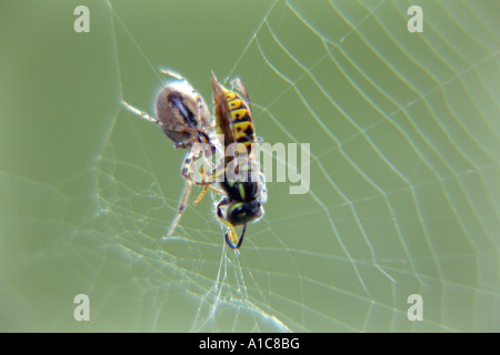 Araneus diadematus, cross spider e wasp come una preda Foto Stock