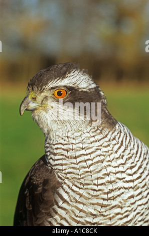Astore - Ritratto / Accipiter gentilis Foto Stock