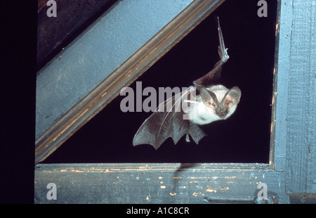 Lungo grigio-eared bat (Plecotus austriacus) volando attraverso la finestra Foto Stock