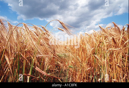 Comune di orzo, sei remato orzo (Hordeum vulgare), campo di mais, grano, orzo campo con pioggia nuvole, Germania Foto Stock