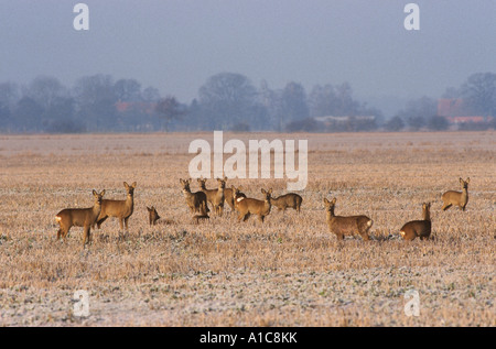 Roe Deer (Capreolus capreolus). Gruppo sul campo in inverno. Germania Foto Stock