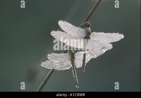 sympetrums (darters) (Sympetrum spec.), in morning dew Foto Stock