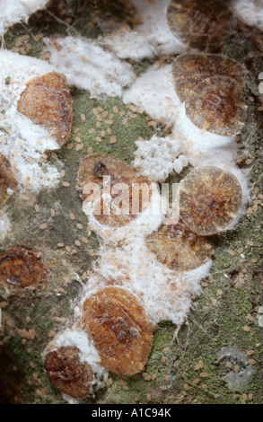 Ippocastano scala (Pulvinaria regalis), gruppo Foto Stock