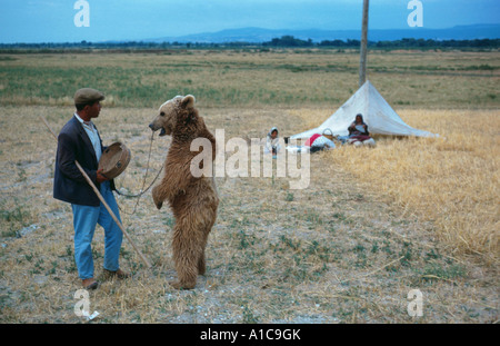 L'orso bruno (Ursus arctos), dancing recare in Anatolia Foto Stock