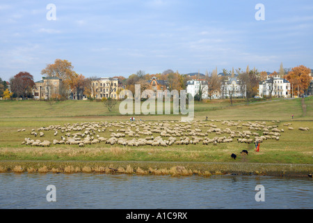 Gli animali domestici delle specie ovina (Ovis ammon f. aries), un gregge di pecore in un fiume Elba, in Germania, in Sassonia, Dresden Foto Stock