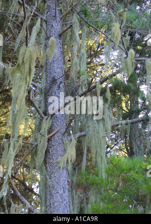 Uomo vecchio con la barba (Usnea spec.), crescendo epiphytic su un pino, Spagna, Canarie, Teneriffa Foto Stock