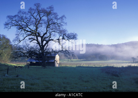 Il vecchio fienile rustico nei vigneti della Valle di Napa regione vinicola di sunrise con terra della nebbia e cielo blu vicino gigantesca quercia Foto Stock