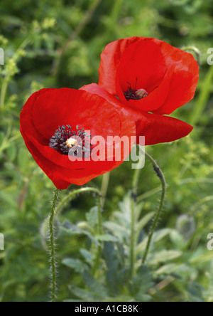 Comune di papavero, mais, papavero rosso papavero (Papaver rhoeas), due piante in fiore, Grecia, Rodi Foto Stock
