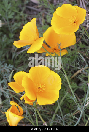 Papavero californiano, California papavero, gold papavero (Eschscholzia californica), fiori, Spagna, Canarie, Teneriffa Foto Stock