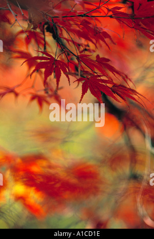 Foglie di acero, Autunno Foto Stock