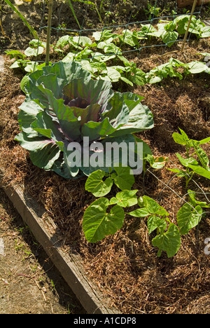 Verdure essendo cresciuto in letti sollevata Foto Stock