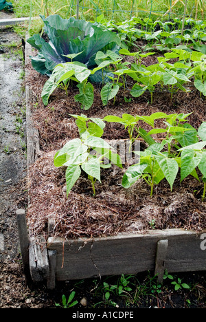 Verdure essendo cresciuto in letti sollevata Foto Stock