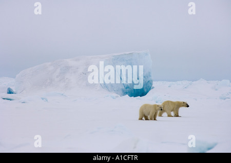 Coppia di orsi polari Ursus maritimus in ghiaccio ruvido sul congelato Mare Chukchi orientale Artico Alaska Foto Stock