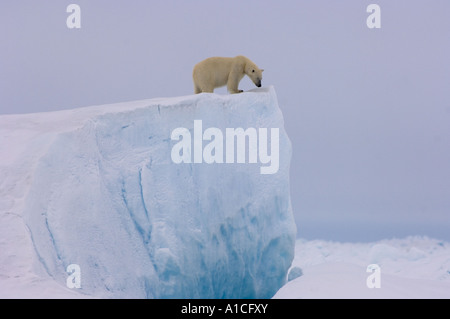 Orso polare Ursus maritimus su un iceberg gigante nel ghiacciato Mare Chukchi orientale Artico Alaska Foto Stock