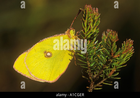 Berger è offuscato giallo / Colias australis Foto Stock