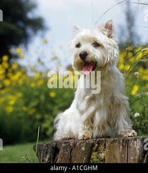 West Highland White Terrier - seduta Foto Stock