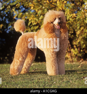 Barboncino standard (albicocca) - in piedi sul prato Foto Stock