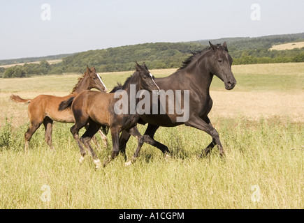 Cavallo di Oldenburg. Mare con due foals che galoppano su un pascolo. Germania Foto Stock